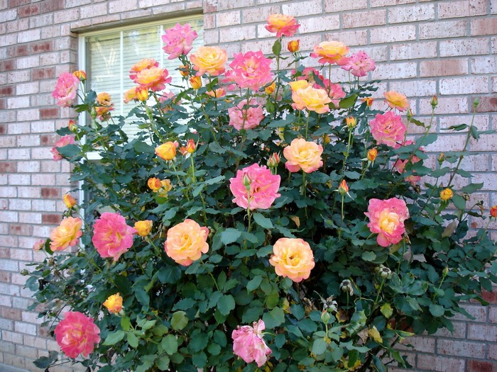 A bush of pink and yellow roses in front of a brick wall