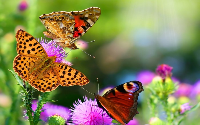 Three butterflies on purple flowers