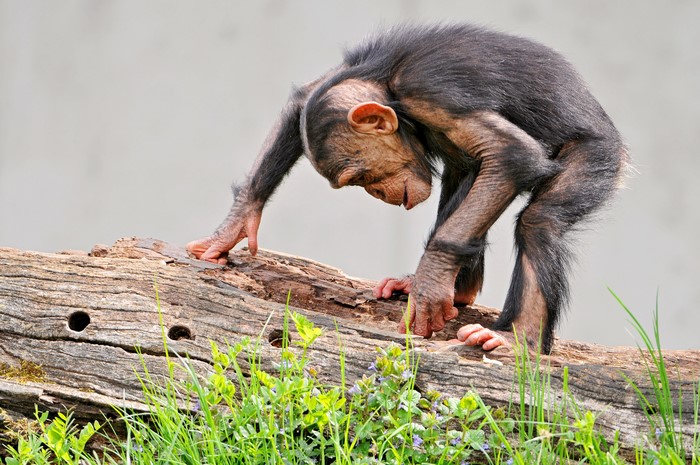 Young chimpanzee on a log