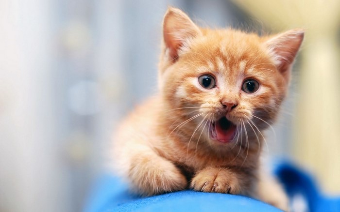Orange tabby kitten with mouth open