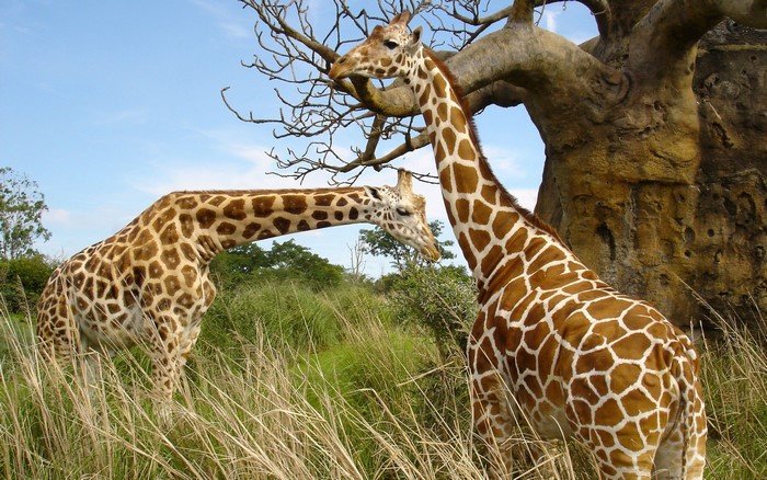 Two giraffes in a grassy field near a tree