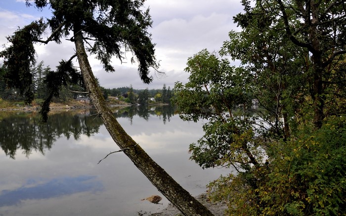 Tree leaning over a calm lake with reflections