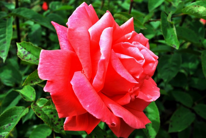 Close-up of a vibrant pink rose in bloom