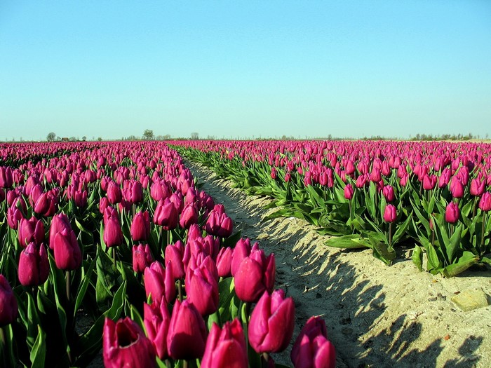 Field of Pink Tulips Under a Clear Blue Sky