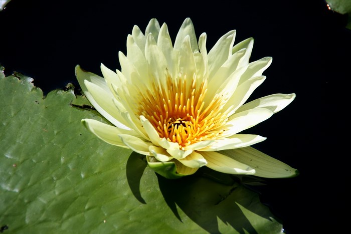 Yellow water lily on a lily pad