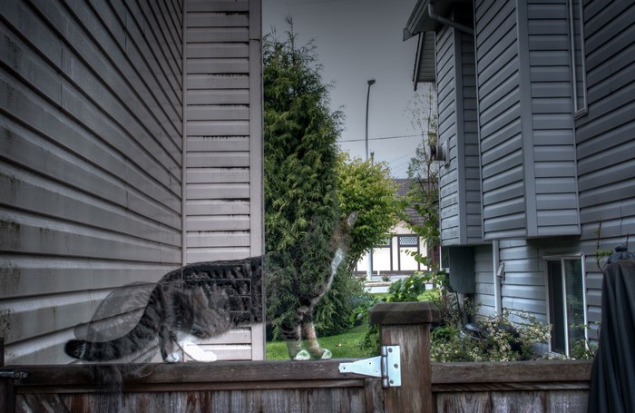 Cat on a fence with houses and trees