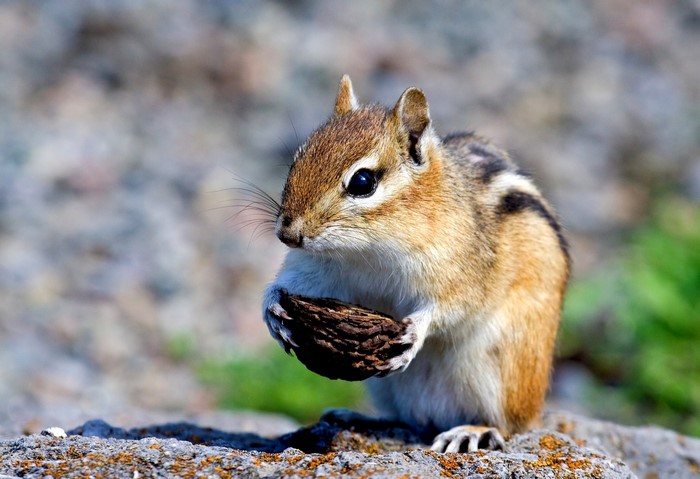 Chipmunk holding a nut on a rock