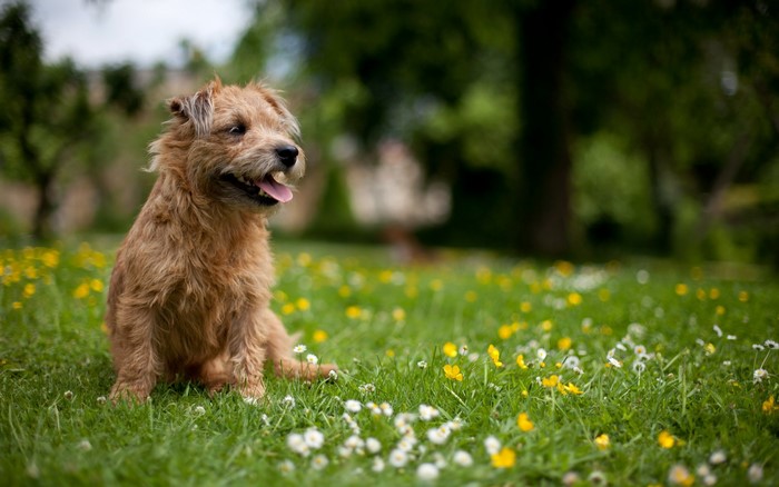 Norwich Terrier sitting in a field of flowers