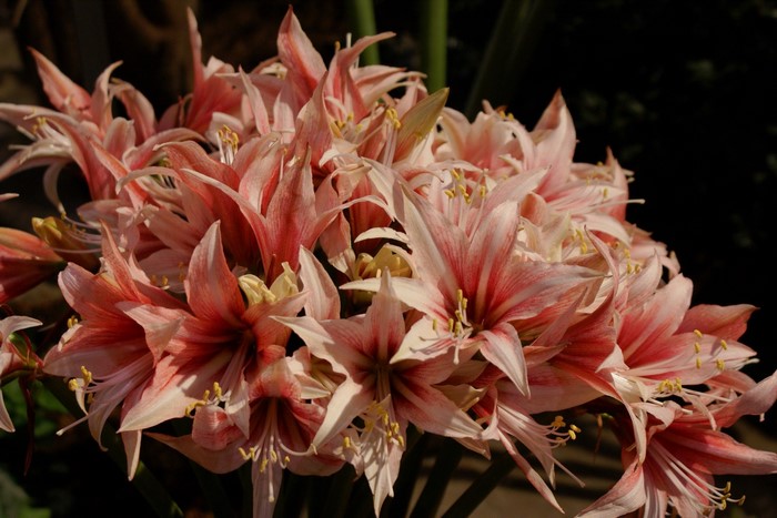 Pink and white Amaryllis flowers