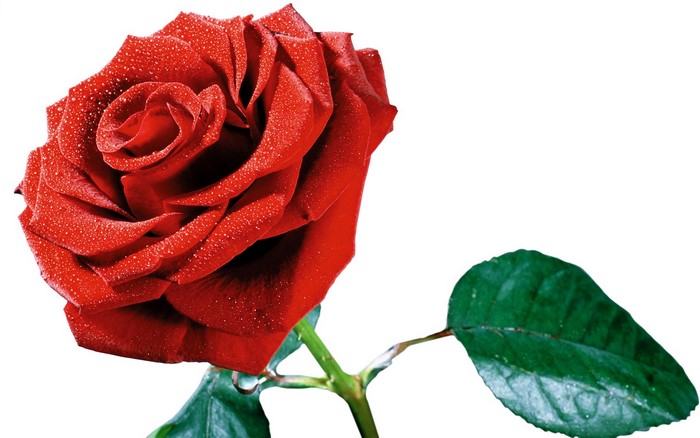 Red rose with water droplets and green leaf