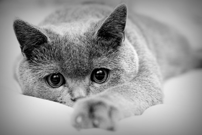 Close-up of a British Shorthair cat