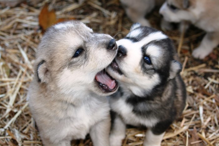 Two Husky Puppies Playing