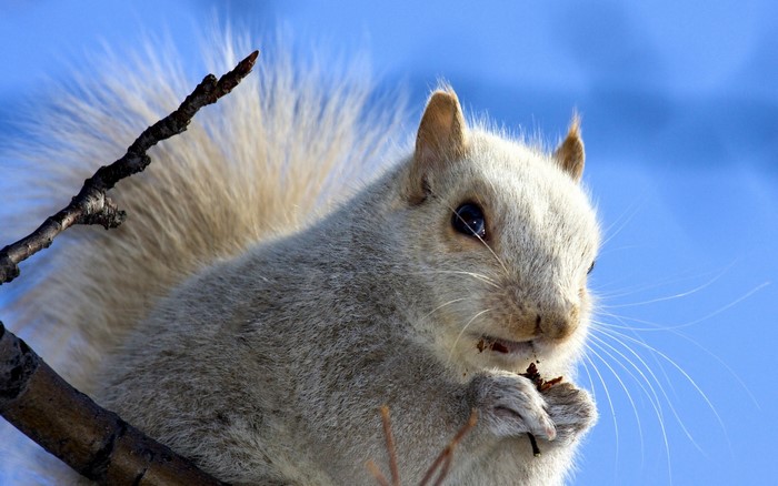 White squirrel eating on a tree branch