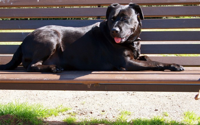 Black dog lying on a park bench