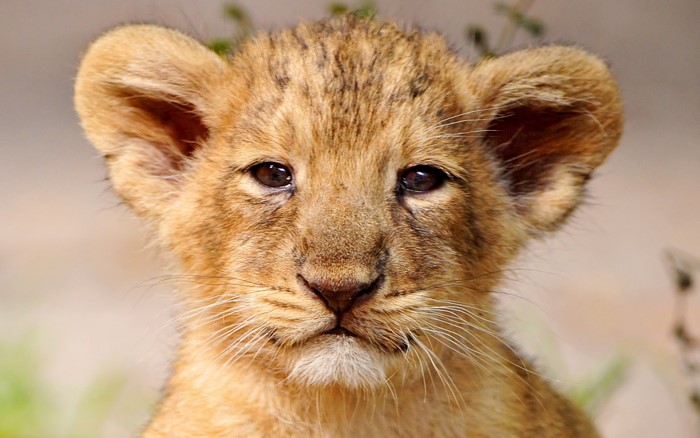 Close-up of a lion cub's face