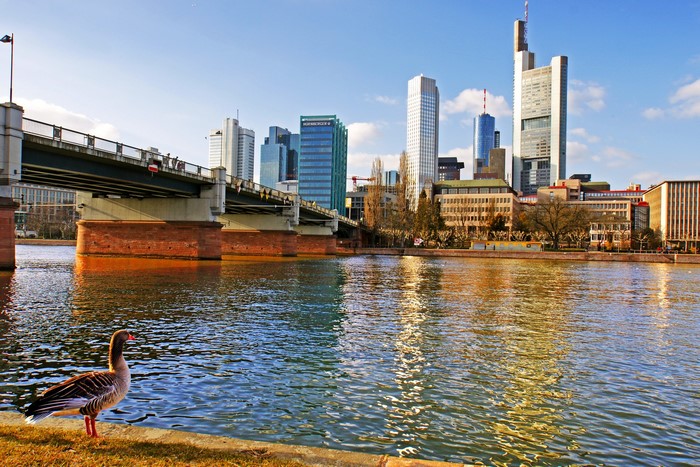 Goose by a bridge with Frankfurt skyline