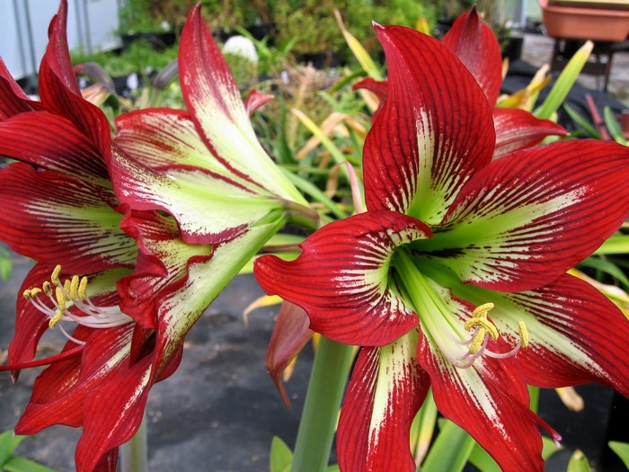 Red and green striped Amaryllis flowers