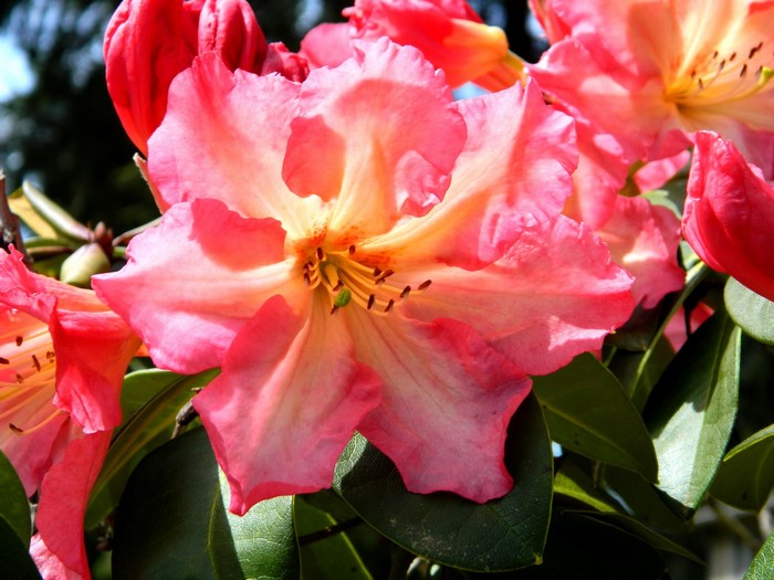 Pink and yellow Rhododendron flowers