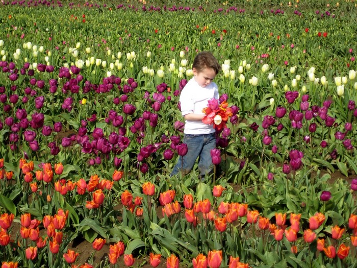 Boy holding tulips in a field of tulips