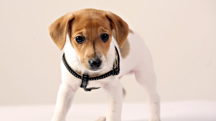 Jack Russell terrier puppy wearing a harness