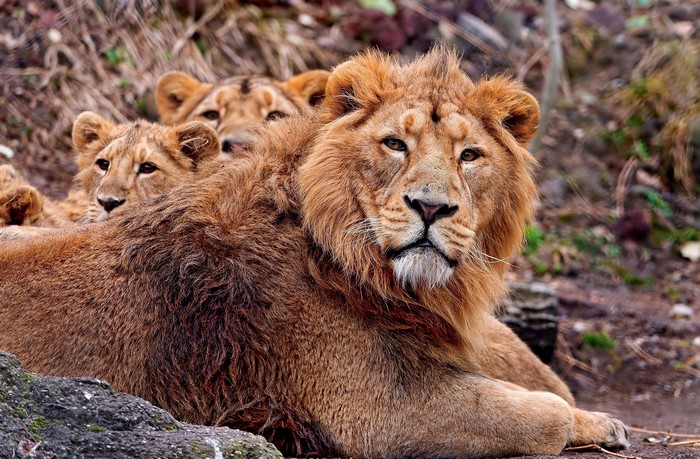 A pride of lions resting together