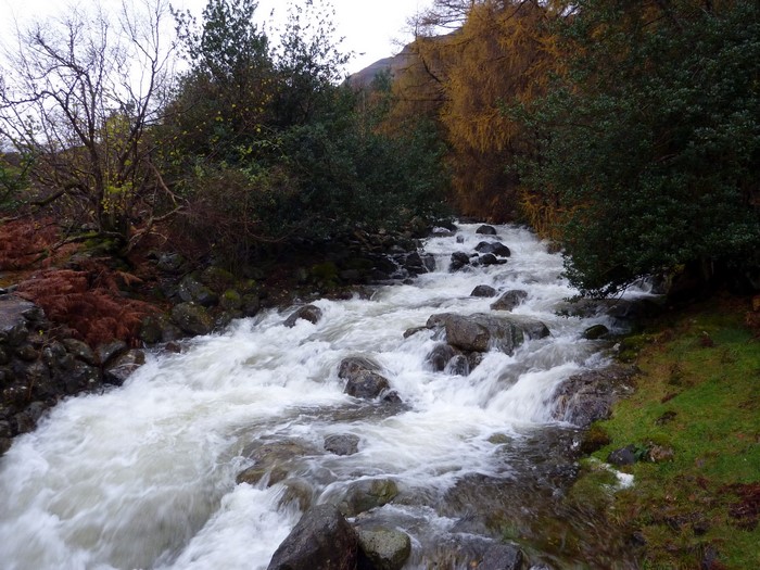 River flowing through trees in The Lake District National Park