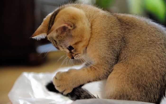 A kitten plays with its tail