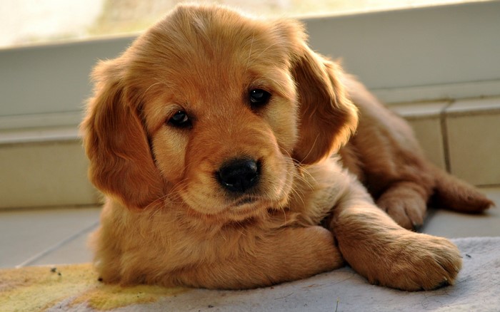 Golden Retriever puppy lying down