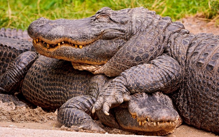 Two alligators resting on sand