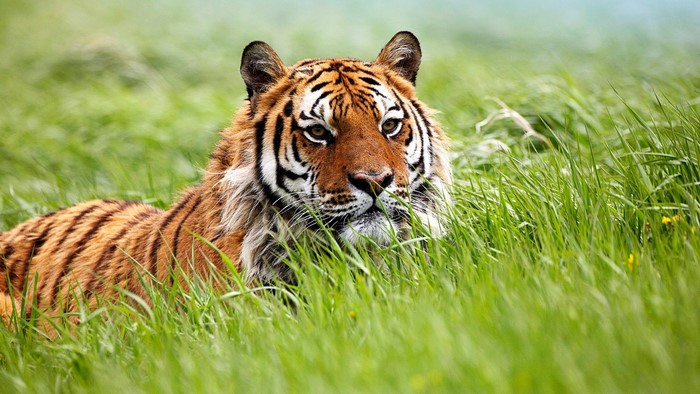 Tiger lying in tall green grass