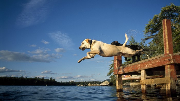 Two dogs jumping off a wooden dock into a lake