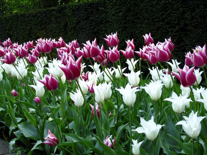 Purple and white tulips in a garden