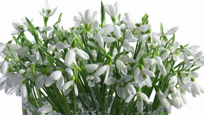 A bouquet of white snowdrops in a vase