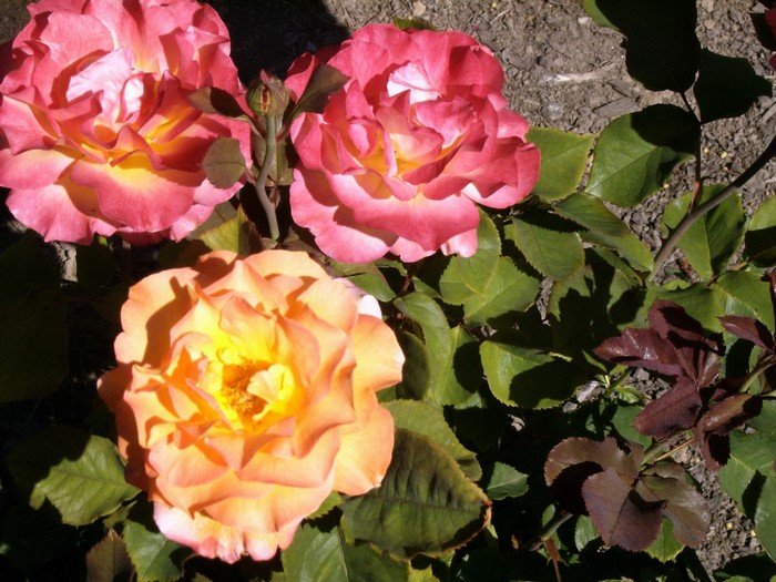 Three roses in bloom, one orange and two pink