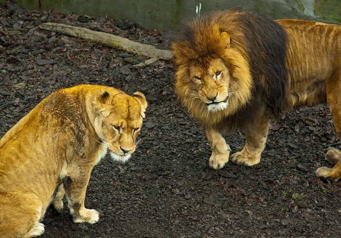 Male and female lions in an enclosure