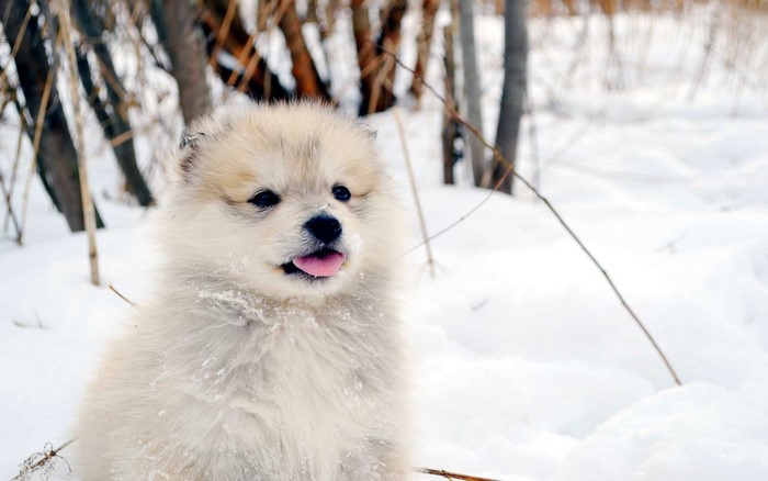 Fluffy Alaskan Malamute puppy in the snow