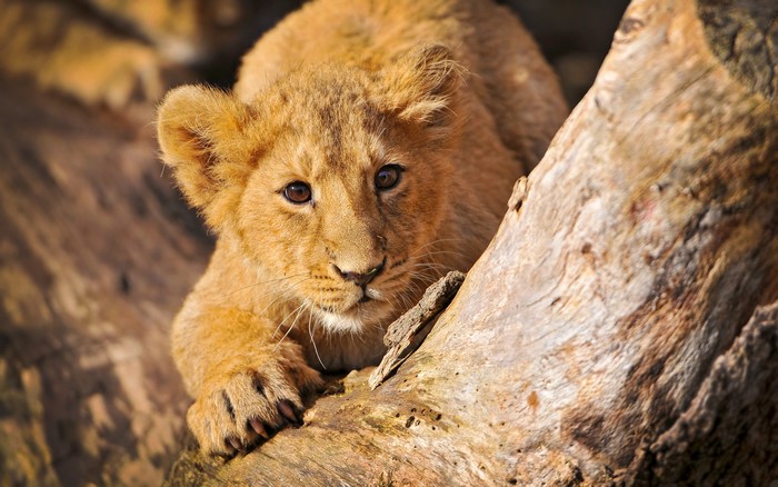 Lion cub resting on a log