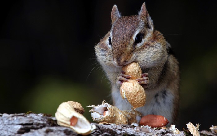 Rodents, Chipmunks, Bokeh, Foliage, HD Wallpaper | Rare Gallery