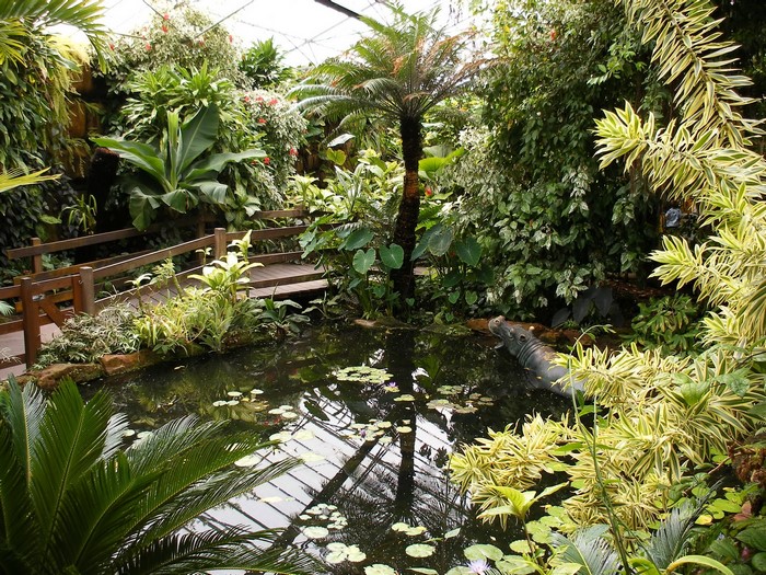 Tropical garden with pond and hippo statue
