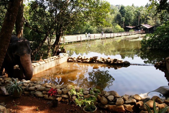 Elephant near a pond with a wooden walkway in Goa, India
