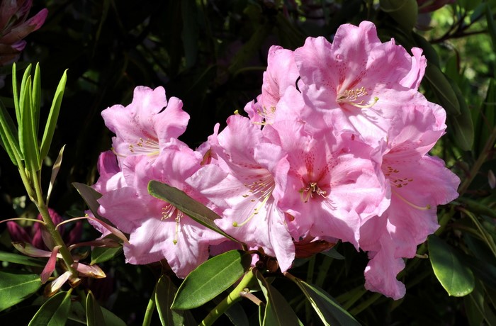 Pink Rhododendron flowers and green leaves