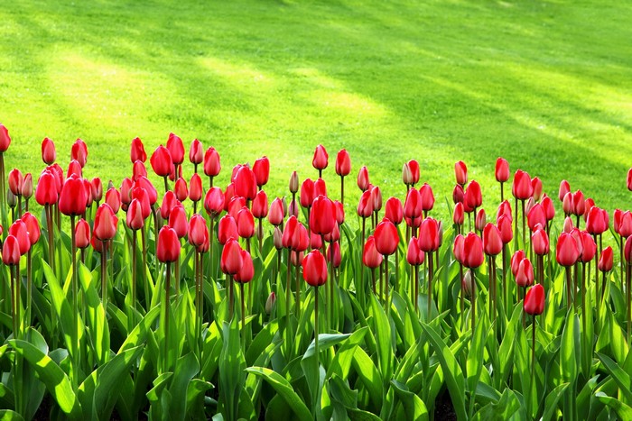 Red Tulips in a Grassy Field