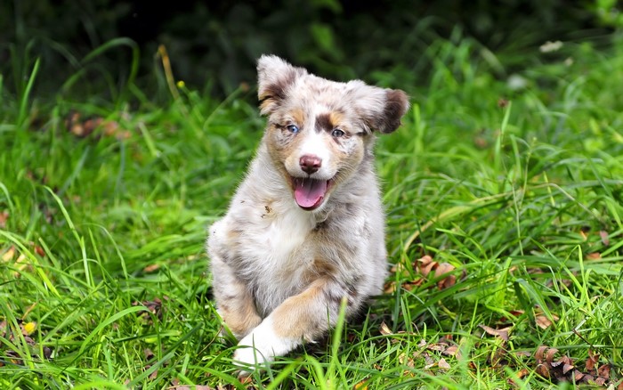 Playful Australian Shepherd Puppy in Green Grass