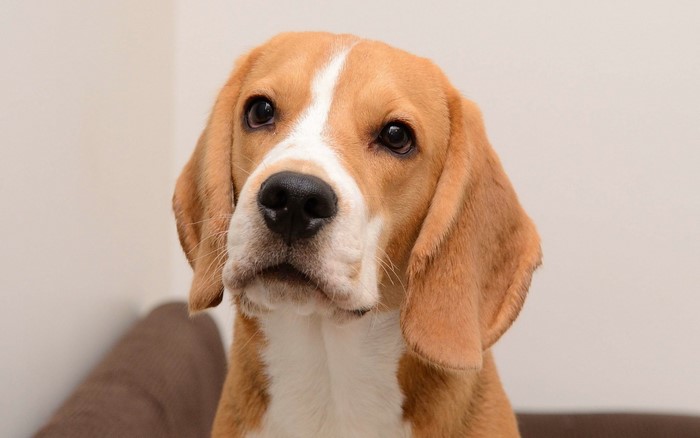 Beagle dog looking at the camera