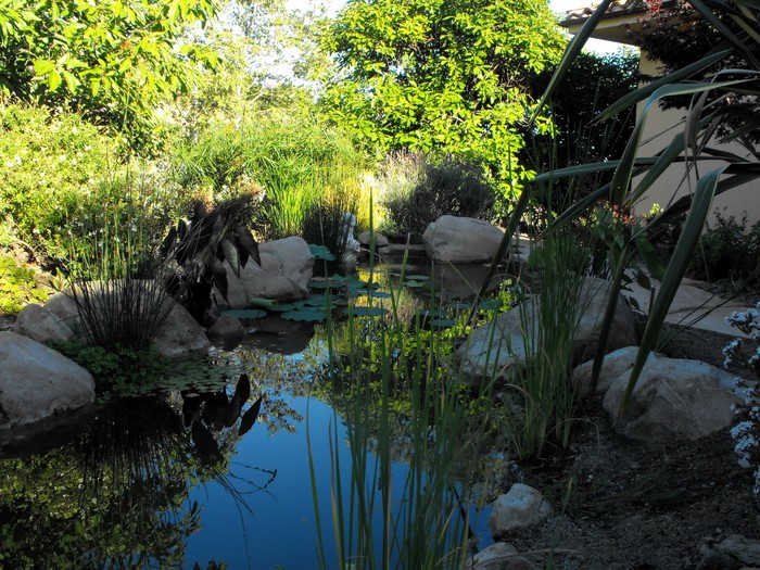 Water garden with pond and plants in Santa Barbara