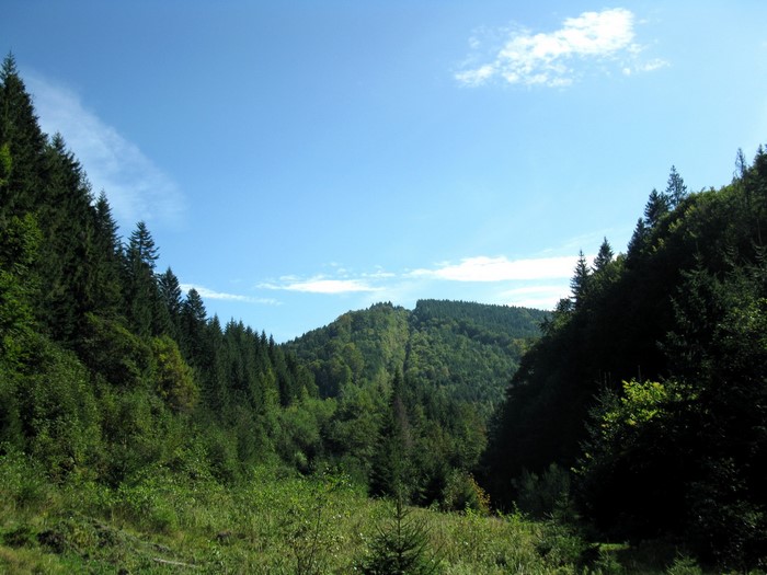 Mountains and forest in Ukraine