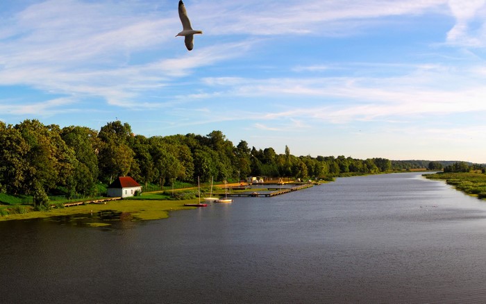 Seagull flying over a river with trees and a small house