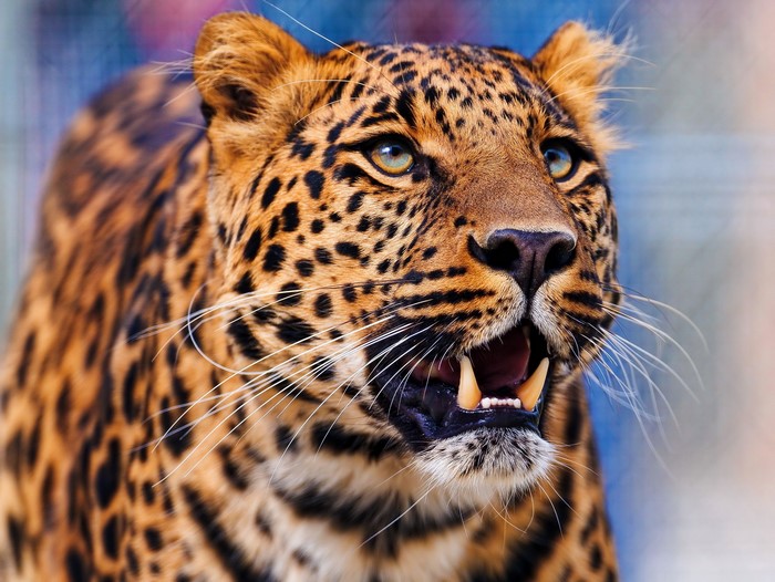 Close-up of a leopard's face