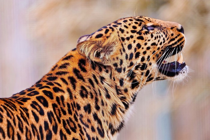 Leopard with mouth open showing teeth