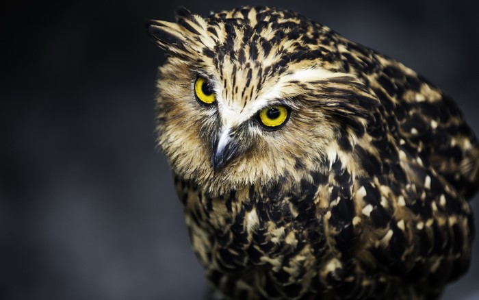 Close-up of a brown and yellow owl with bright yellow eyes